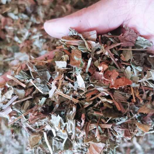 亳州鱼腥草 正品无硫鱼腥草【假一赔十】量大丛优