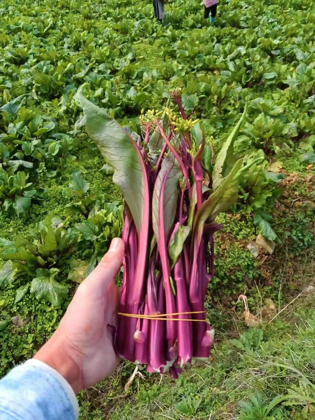 红菜苔上市供应中