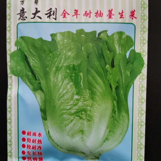 南阳意大利生菜种子