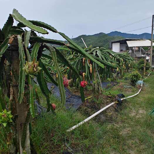 佛山饮山泉水长大的火龙果