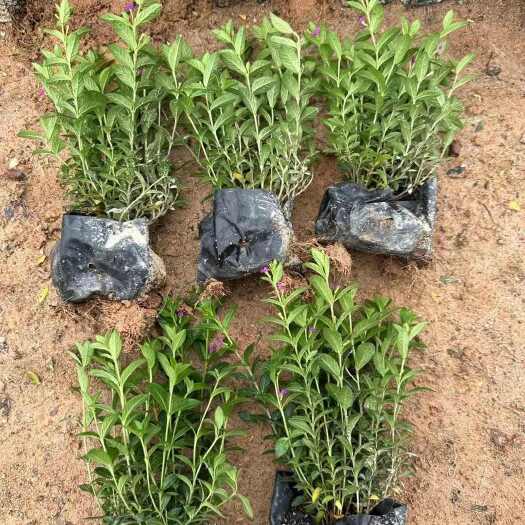 漳平市满天星  雪茄花  细叶萼距花量大从优苗木花卉对接工程绿化