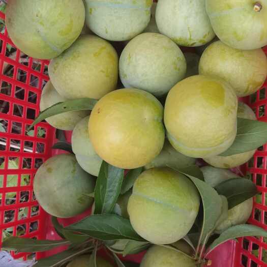 六盘水蜂糖李