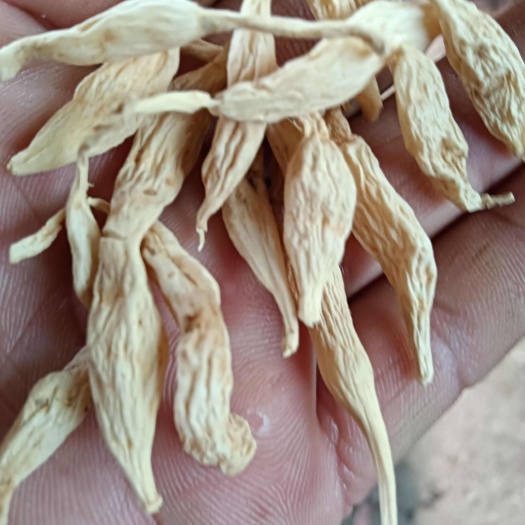 麦冬