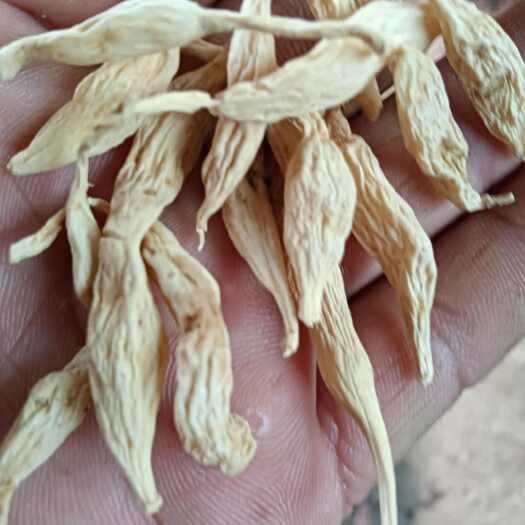昆明麦冬