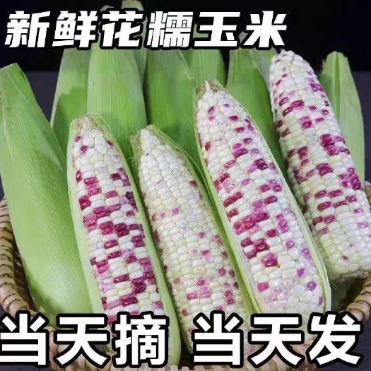 新鲜采摘花糯玉米彩糯玉米当季基地直发