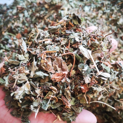 亳州鱼腥草 中药材无硫鱼腥草