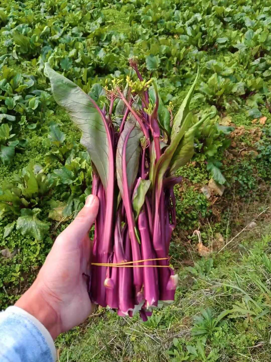 红菜苔上市供应中