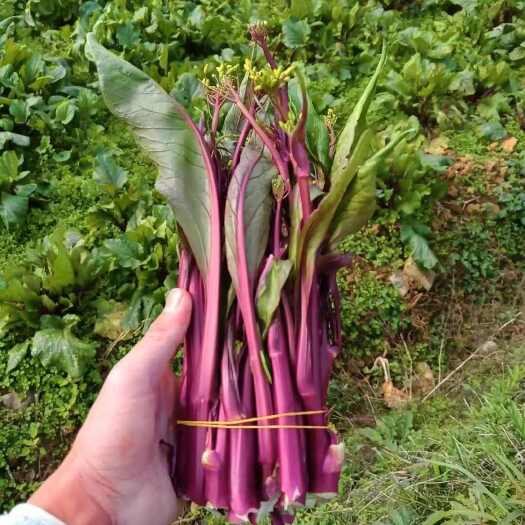 红菜苔上市供应中