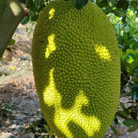 陵水县海南菠萝蜜