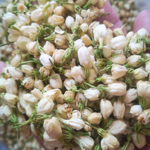 亳州茉莉花 无硫茉莉花干