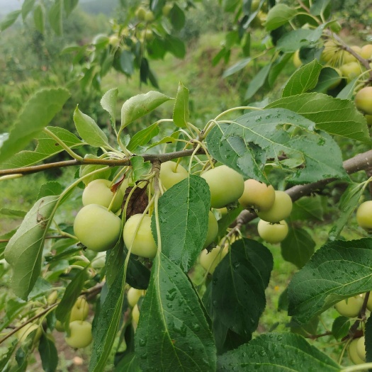 大量供应青沙果，海棠果