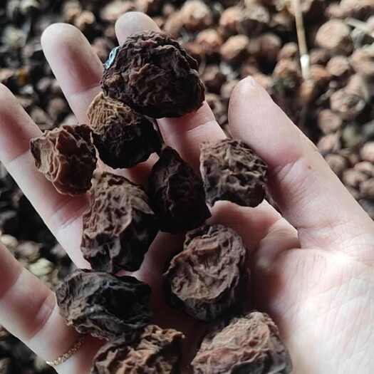 大邑县种植基地大量乌梅出货了，有需要的老板请联系我