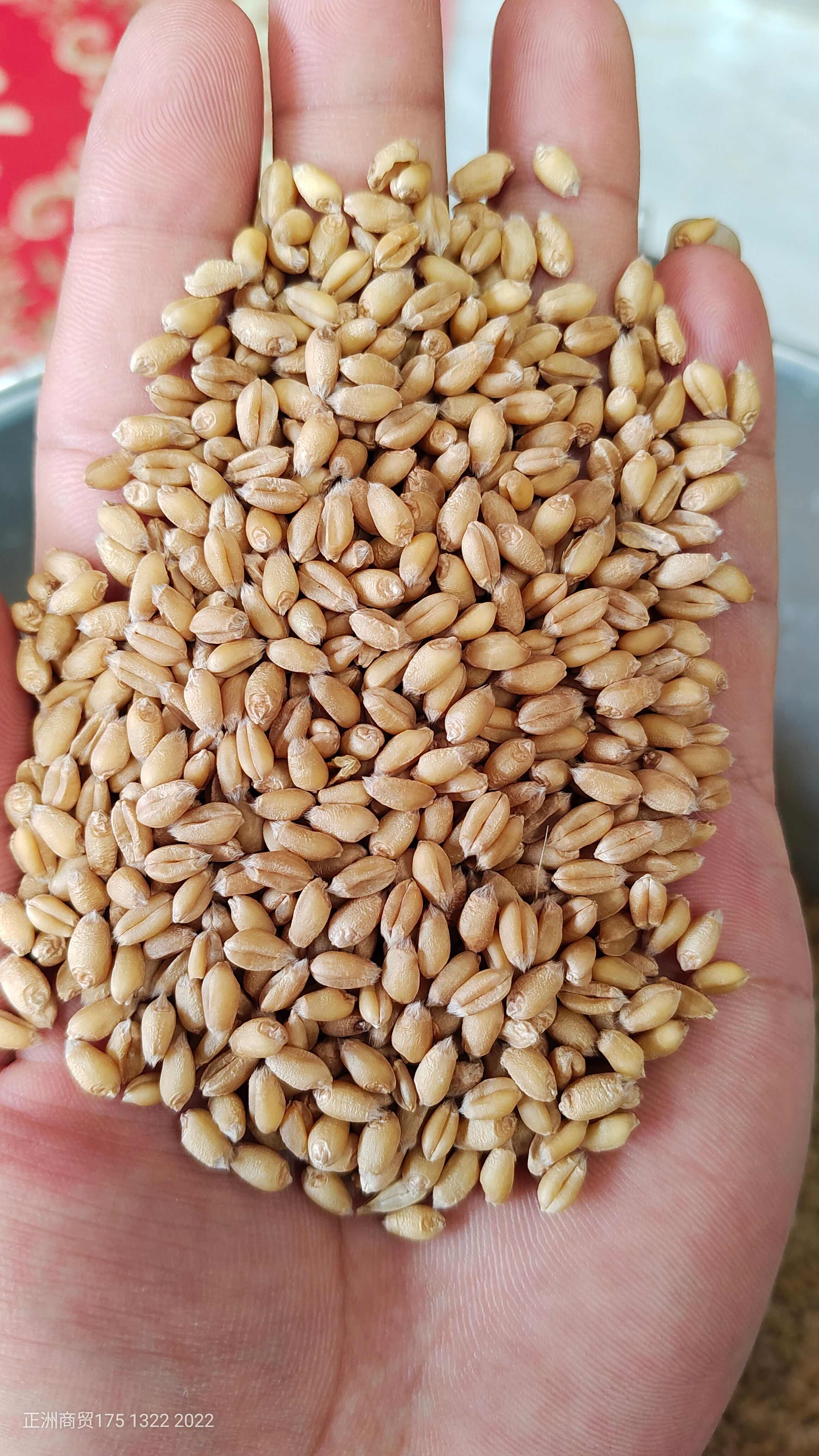 优质高筋小麦，自己种植的。