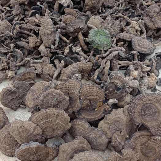 田林县香血灵芝  灵芝  黑灵芝保证正品一手货源量大从优
