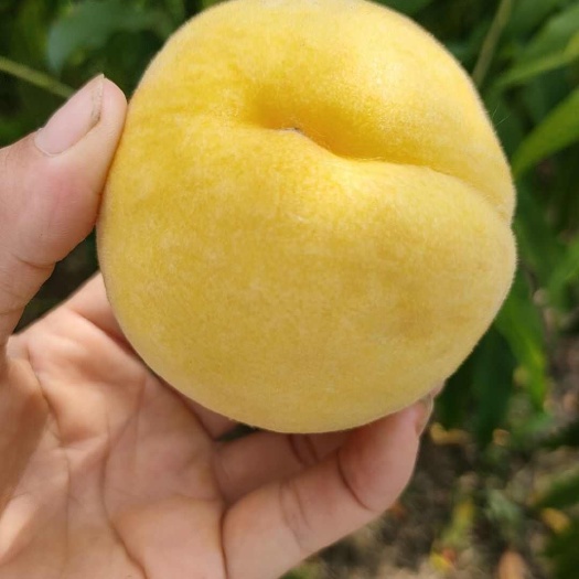  黄桃