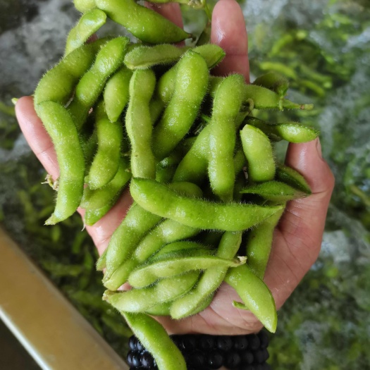 毛豆荚  安徽精品毛豆颜色青绿生鲜食毛豆产地诚信代办代发服务