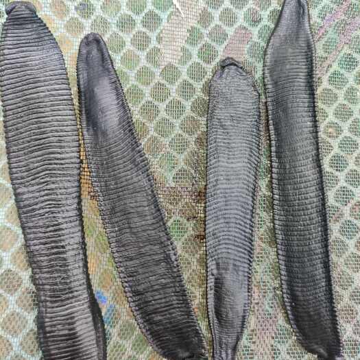 防城港菲牛蛭水蛭干品