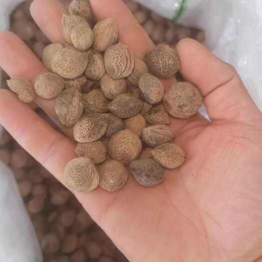 阳朔县青梅种 酸梅种 野生青梅种苗