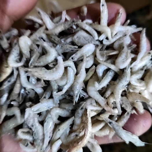 单冻小虾欢迎下单