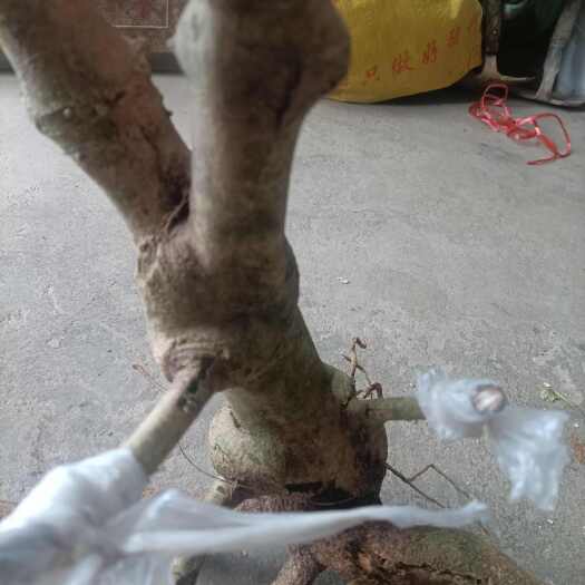 上林县玉叶金花生桩，径约3分高60分，泥根发68元包邮