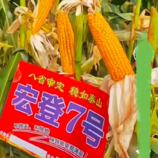 肥城市宏登7号玉米种子包邮杂交矮秆大棒产量高适种区域广适应性强。