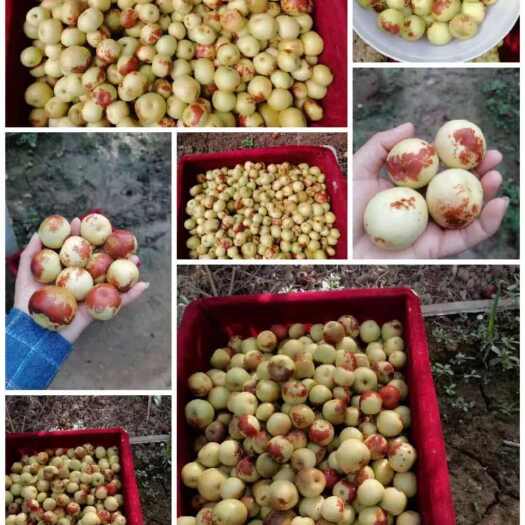 大荔县冬枣