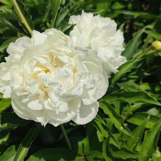 菏泽白色芍药苗