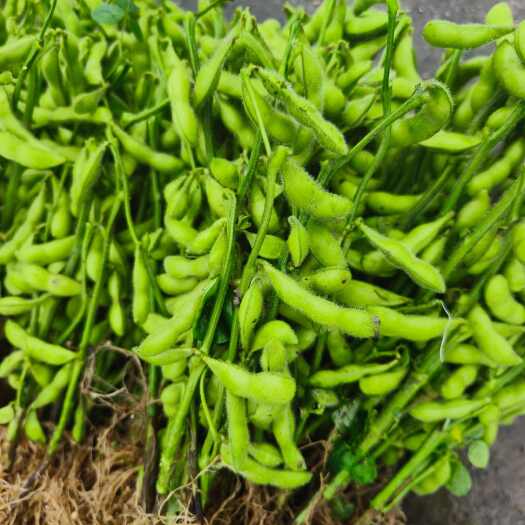 龙胜县毛豆