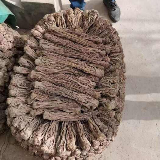 临洮县无硫当归条，黑当归条