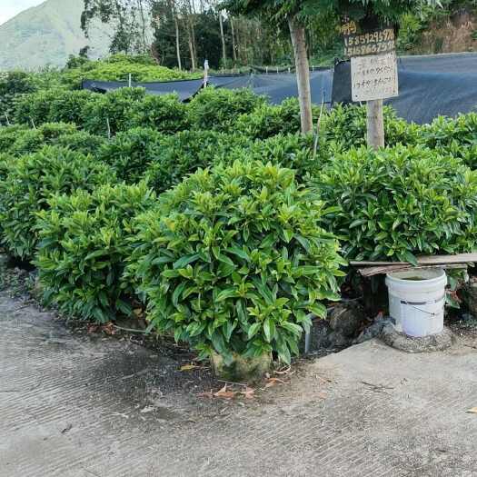 漳州非洲茉莉