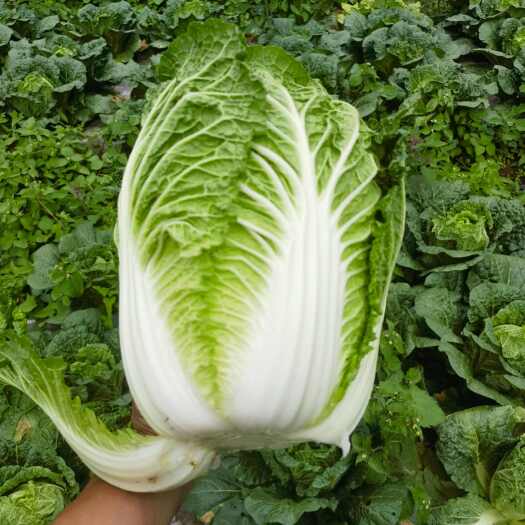 威宁县黄心大白菜
