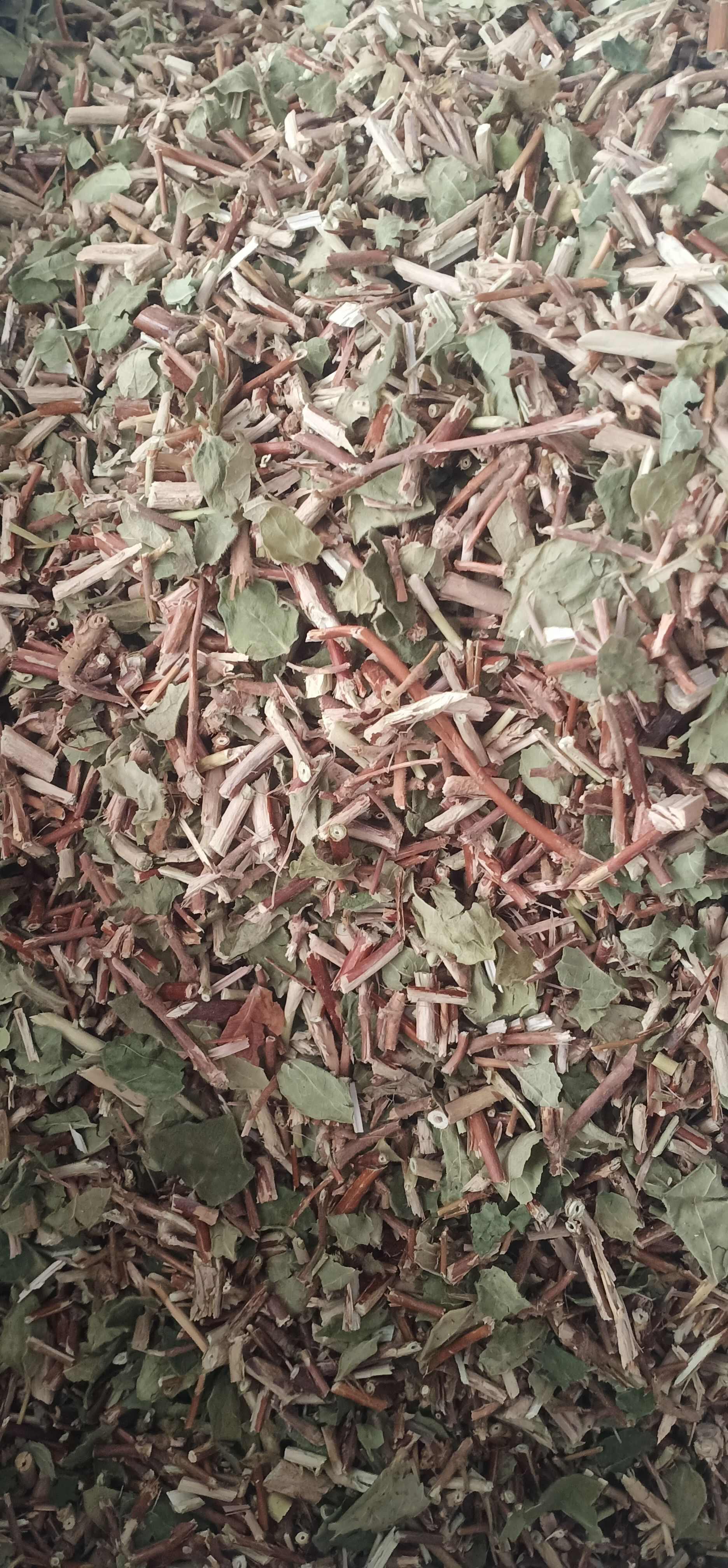 新货忍冬藤一手货源量大忧惠