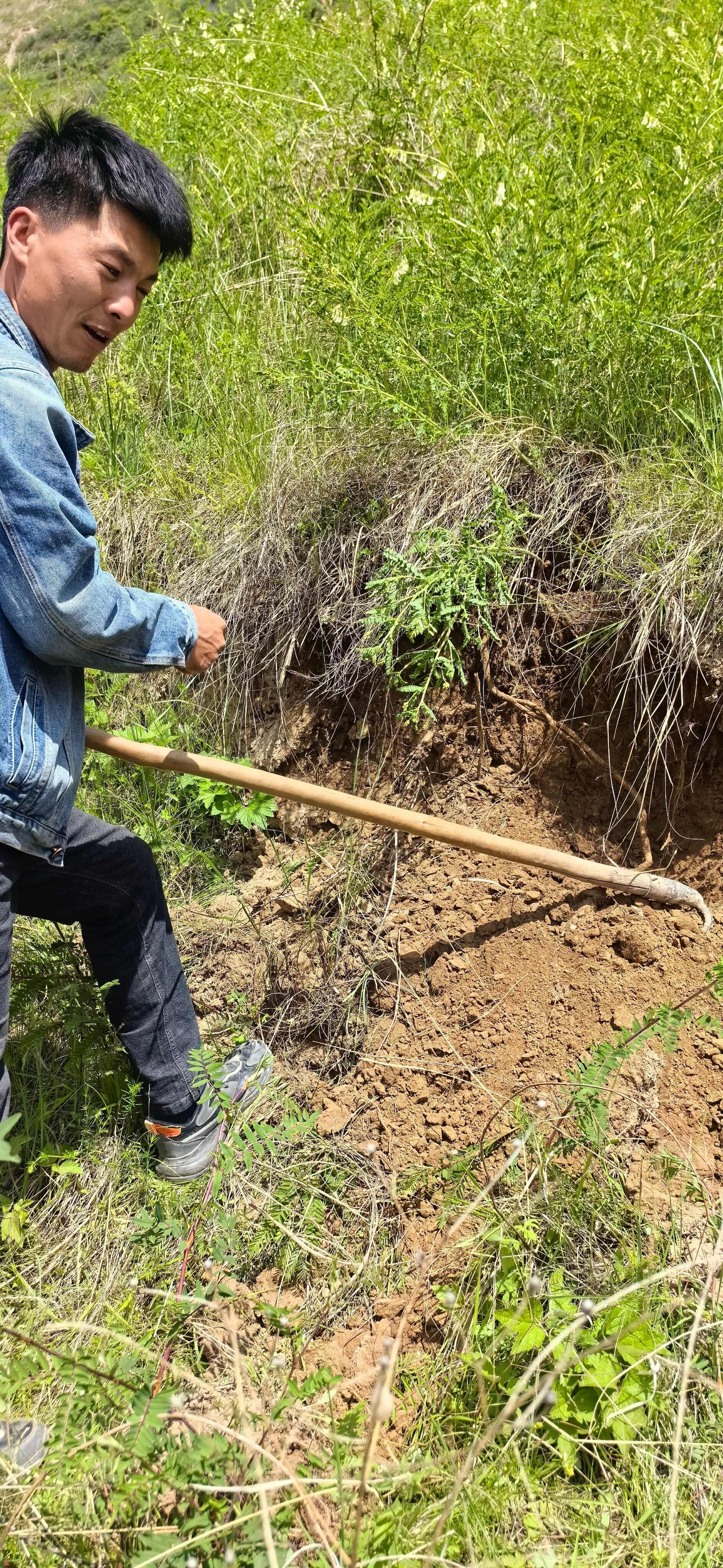 黄芪甘肃岷县原产地中药材批发零售