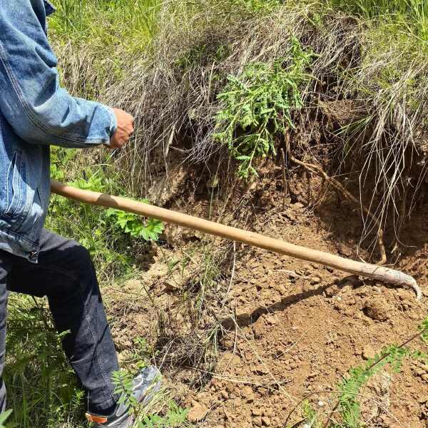 黄芪甘肃岷县原产地中药材批发零售