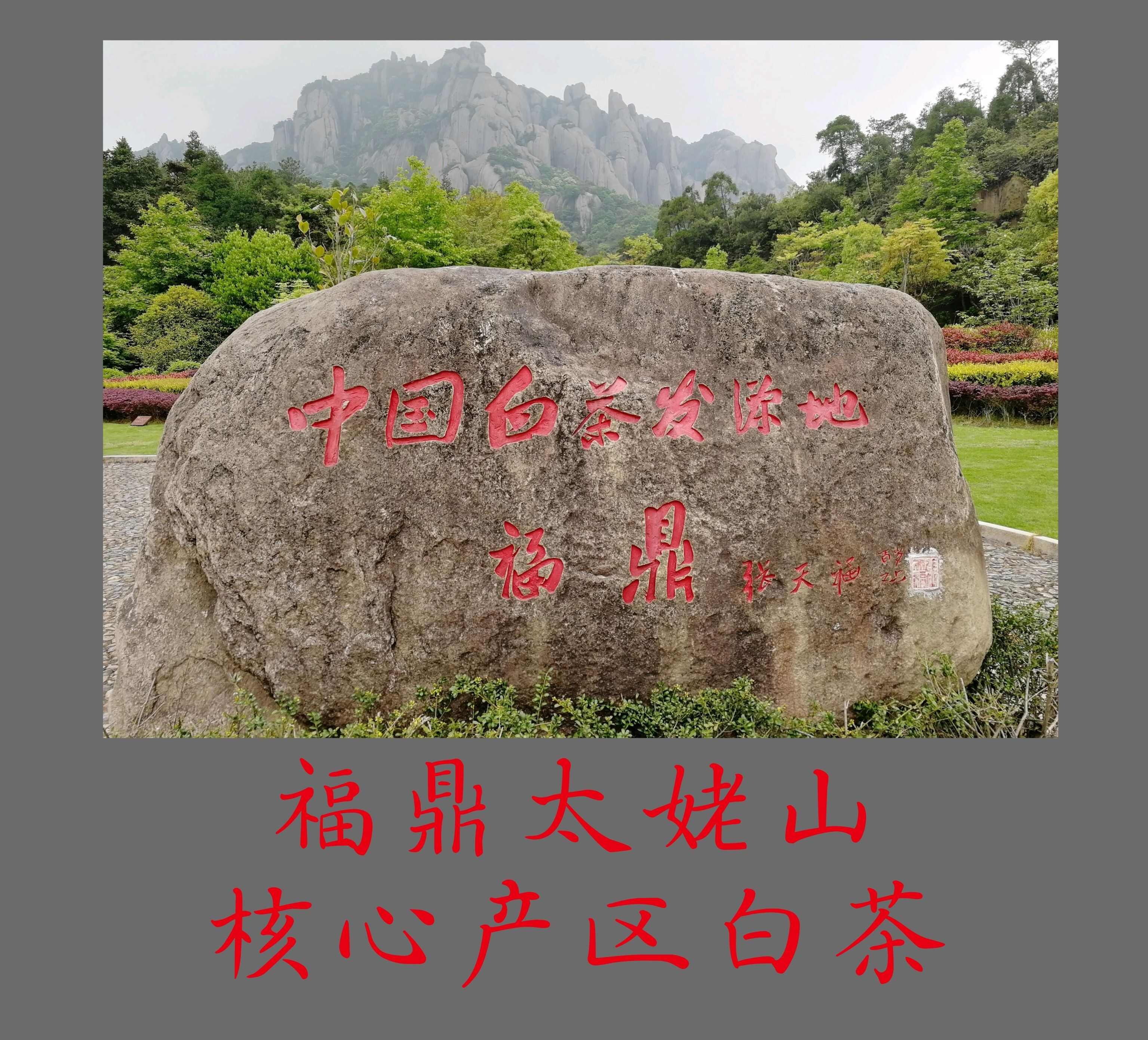 可煮 可闷 可泡的福鼎白茶2020高山老白茶寿眉散茶 茶叶