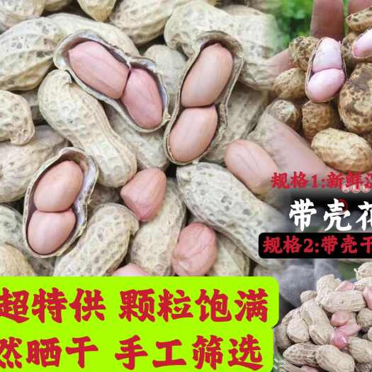 镇平县带壳花生批发整箱包邮一件代发晒干生花生精选当季新产新鲜湿花生
