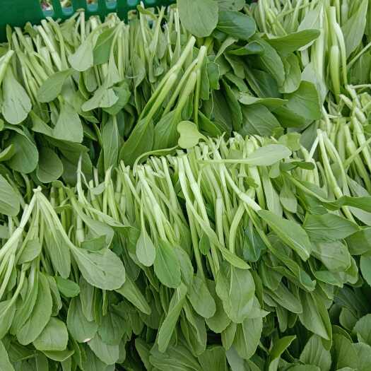  鸡毛菜