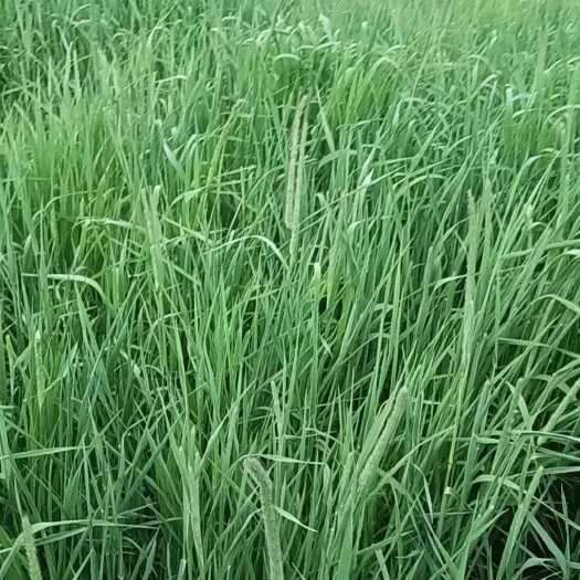 提摩西草，土名猫尾草