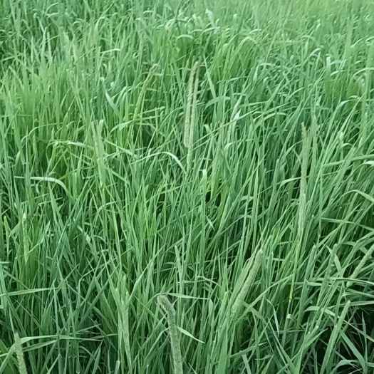 岷县提摩西草，土名猫尾草