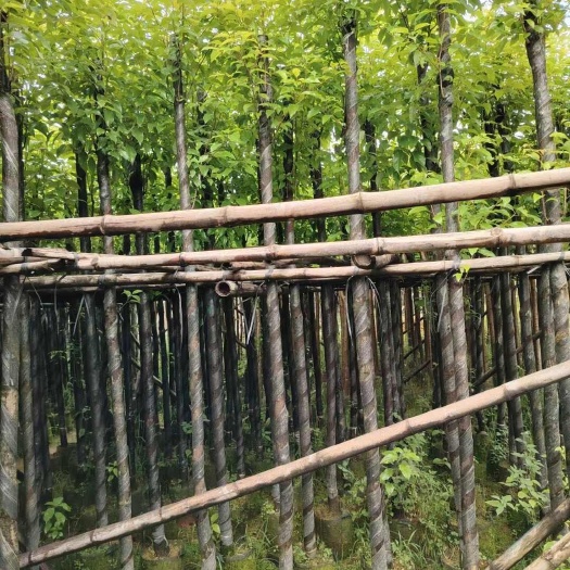 揭阳香樟3～5～6～7～8～10分，基地直销