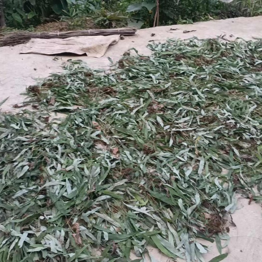 旬阳市秦岭山金鸡脚肾精草化石草金鸡角干货批发，今年新货批发零售1斤