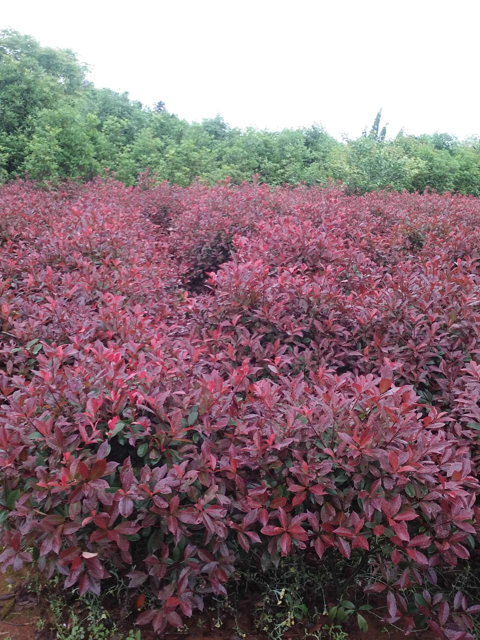 石楠球绿化花坛庭院苗木红叶石楠球造型布景四季常青园林工程球形