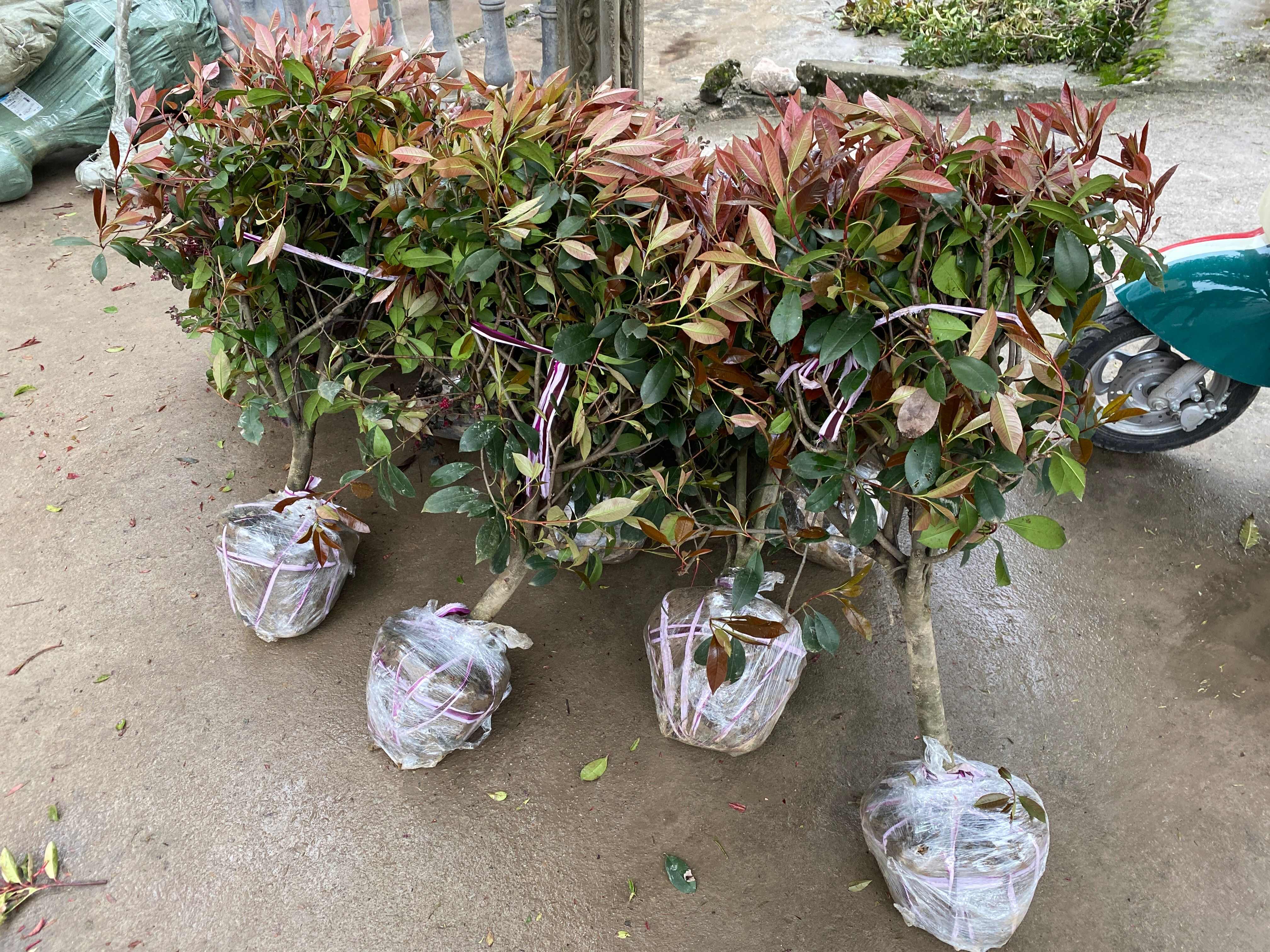 石楠球绿化花坛庭院苗木红叶石楠球造型布景四季常青园林工程球形