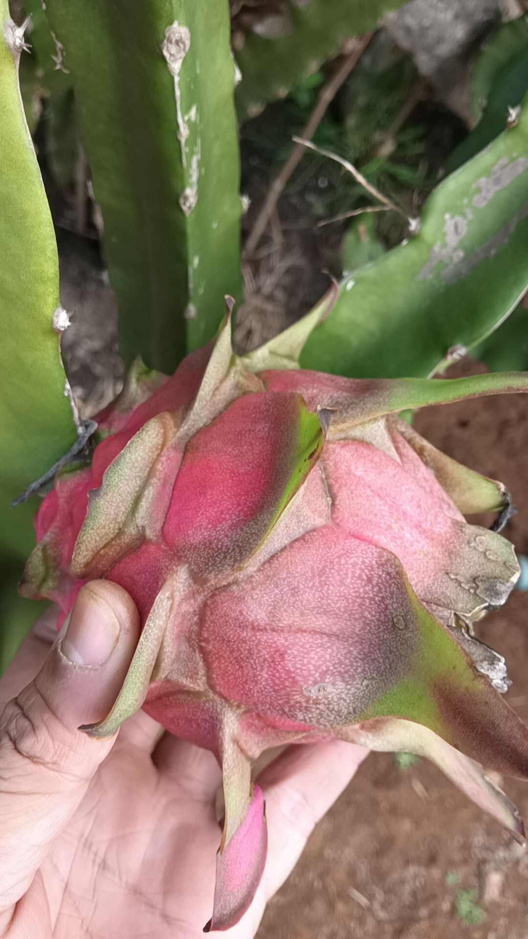 火龙果