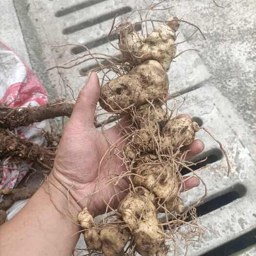 镇雄县鸡头黄精