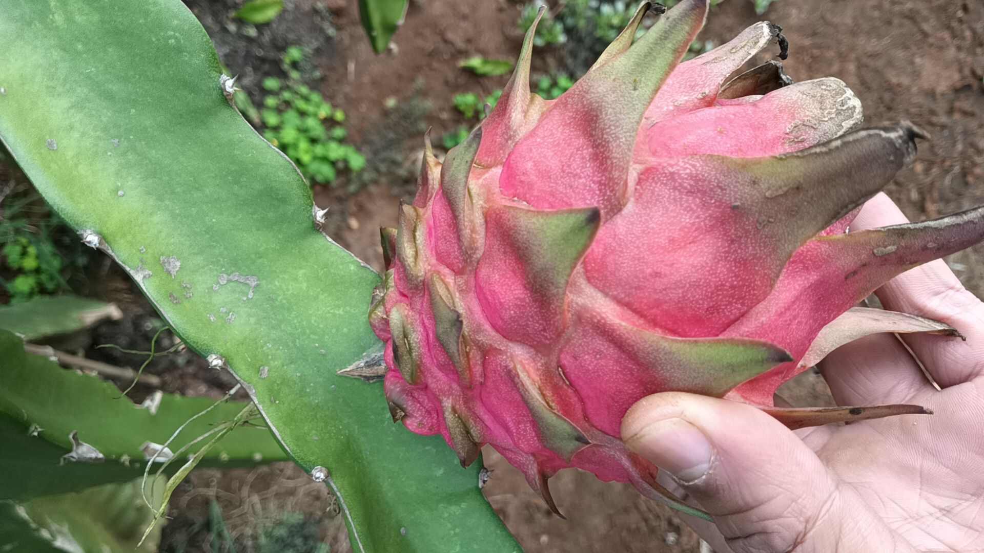 火龙果