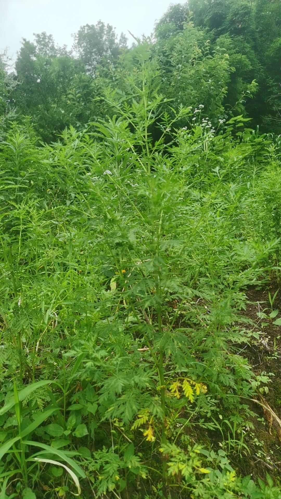 苦蒿植物图片图片