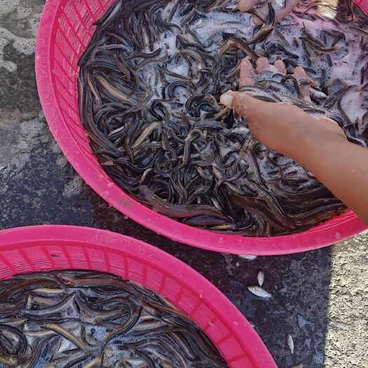 黑龙江泥鳅鱼 圆条泥鳅 黄线子泥鳅 东北泥鳅鱼