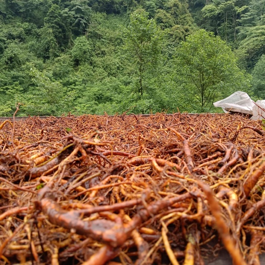 盐津县糯米藤根供应