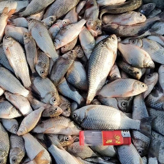 长春鲫鱼 水库鲫鱼 东北水库鱼 非养殖鲫鱼 大量供应各种规格鲫鱼